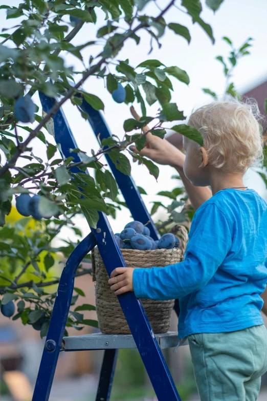 a child reaches up to pick fruit from a tree