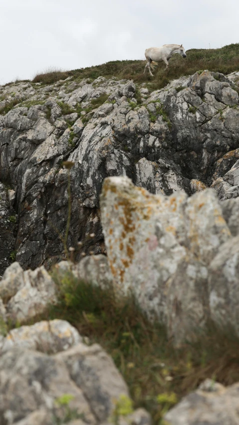 two sheep standing on top of a rocky hillside