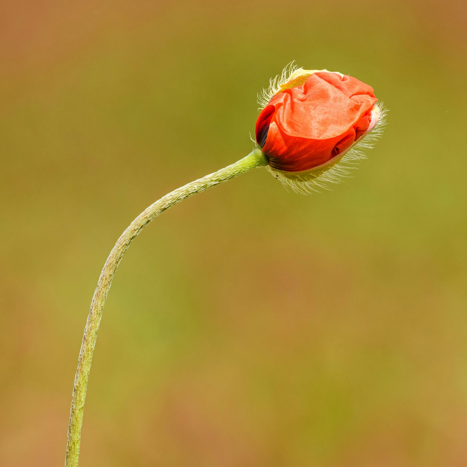 a red flower with dew on it's stem