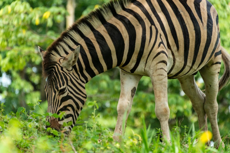 a ze grazing on some grass in a field