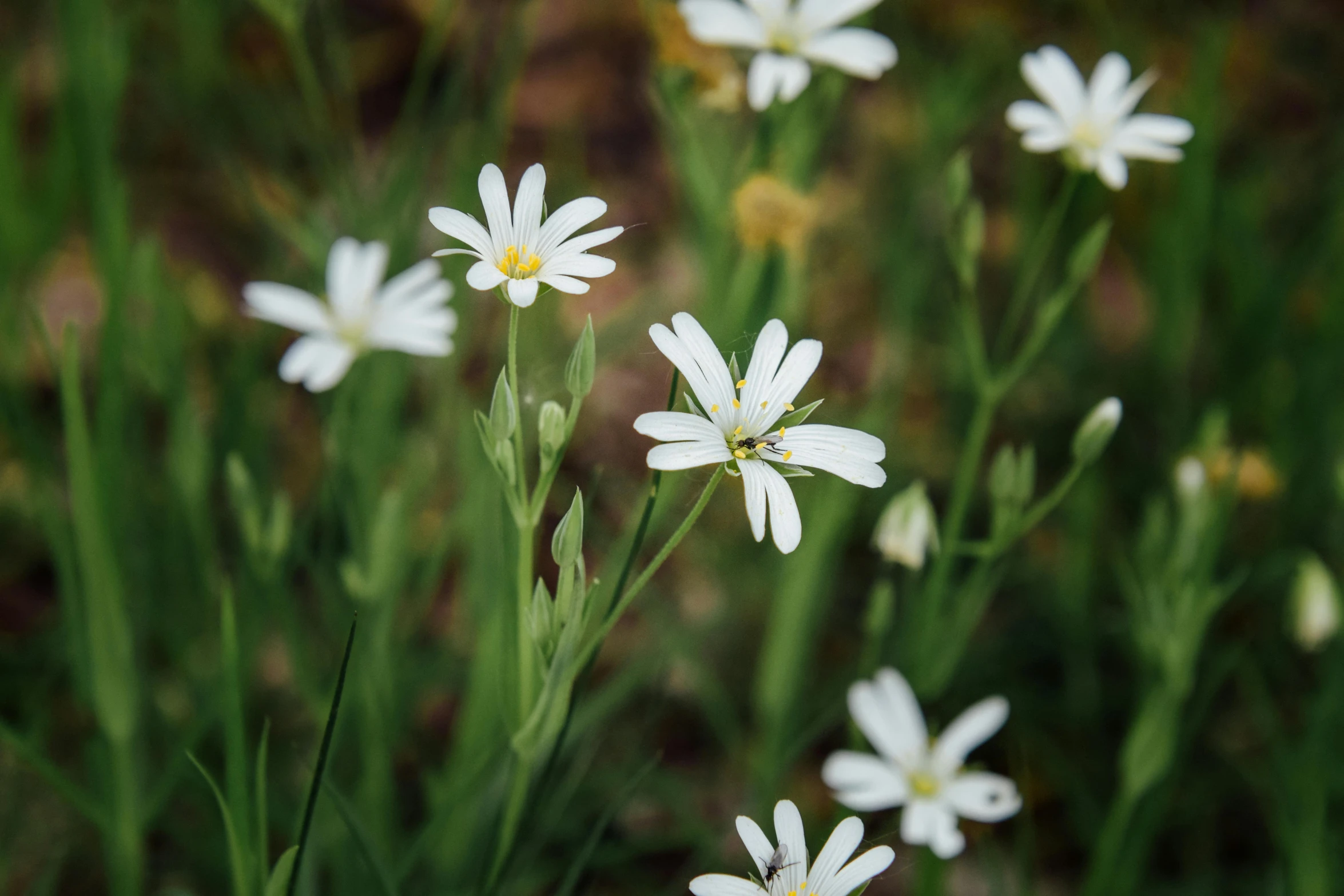 white flowers in the middle of a field