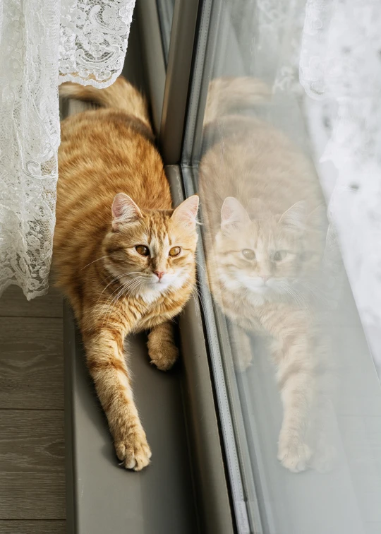 a large cat laying on top of a window sill