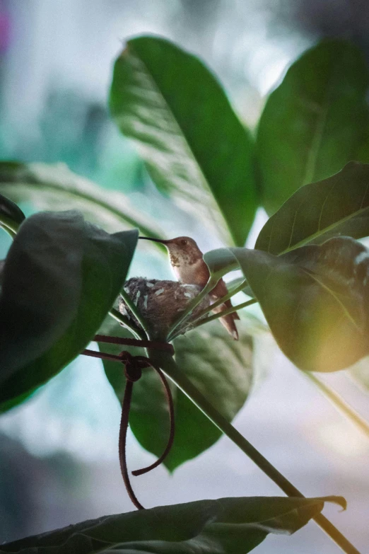 a insect that is sitting on top of a leaf