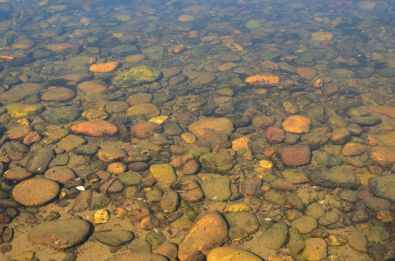 a river scene with rocks and green mossy algae