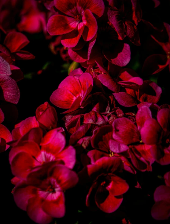 a close up image of red flowers in full bloom