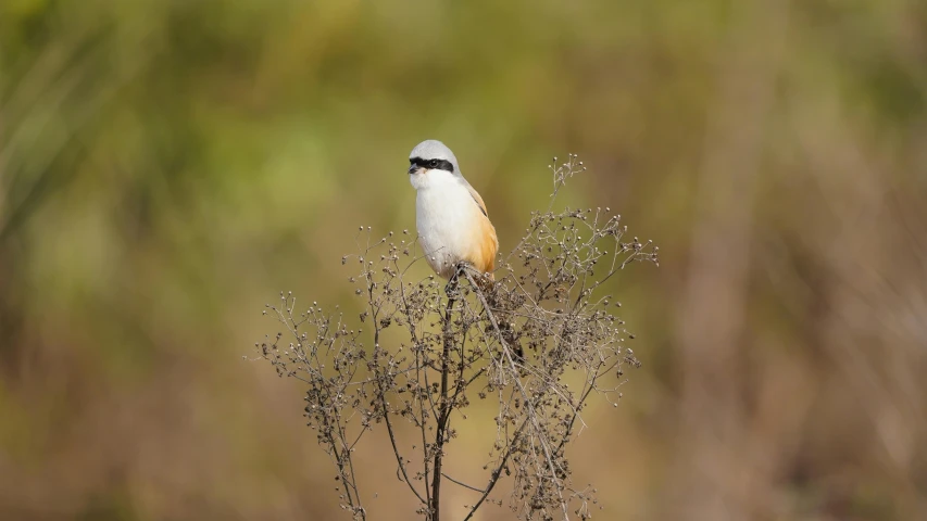 a small bird is perched on top of a plant