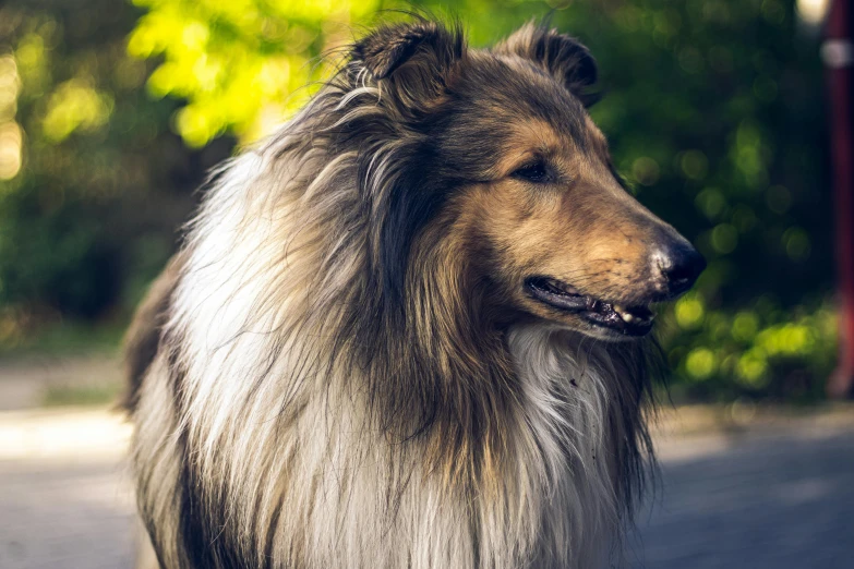 a dog sitting in the middle of a road