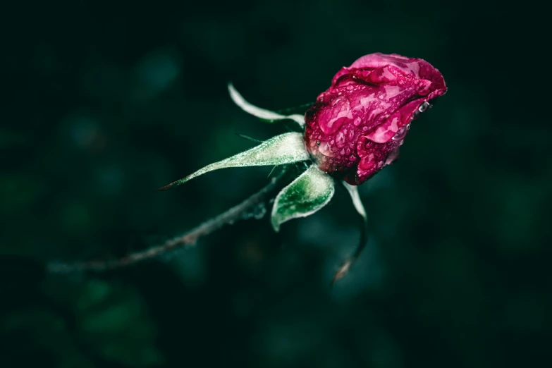 a red rose is blooming in front of some dark green leaves