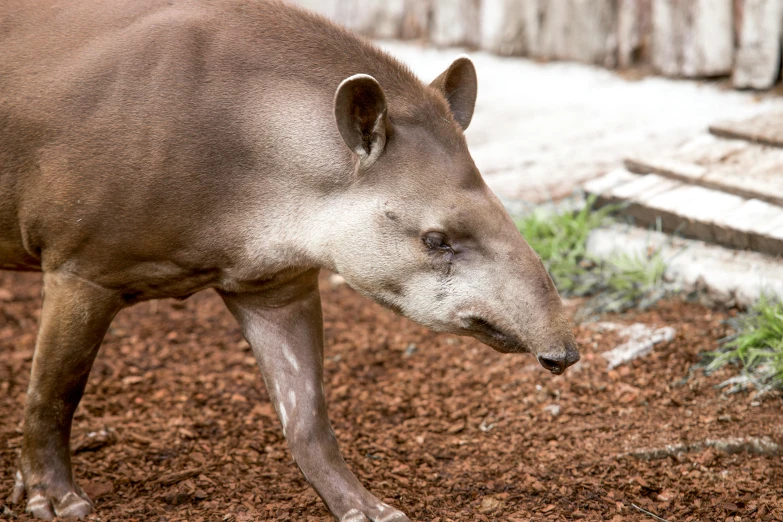 a large brown animal walking across a dirt field