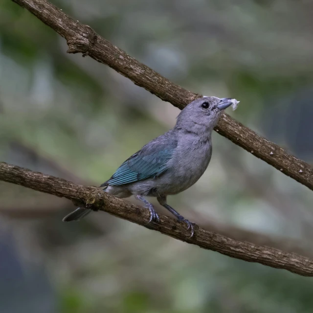 a small blue bird with black beak on a tree nch