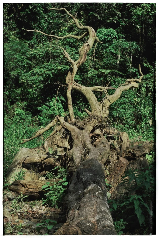 a large tree has fallen over in a forest