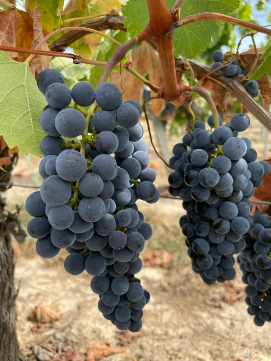 gs hang on the vine in a vineyard