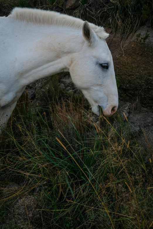 white horse eating grass in the field