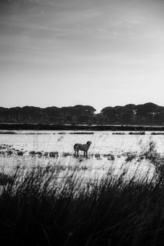 an animal stands alone in a grassy area