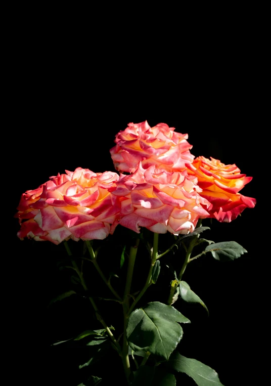 four roses sitting in the corner on a black background