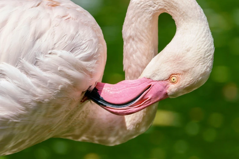 a flamingo looking down its neck with its long beak extended