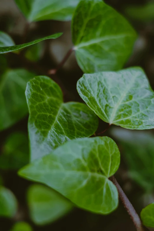 a green plant with three leaves and some thin ones