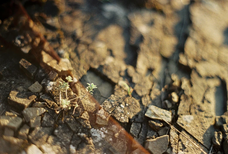 a small green plant in the middle of a piece of wood