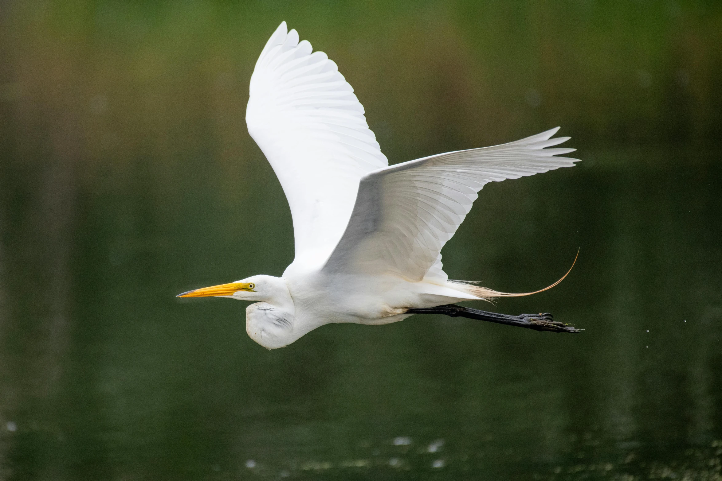 a white bird flying in the sky above water