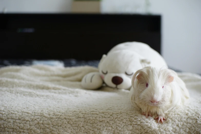 a hamster sleeps next to a stuffed teddy bear on a blanket