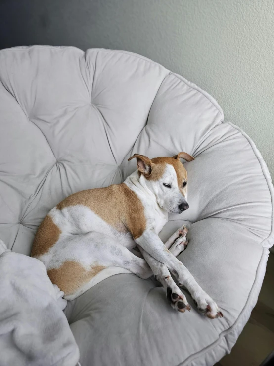 a dog is lounging on an overstuffed sofa