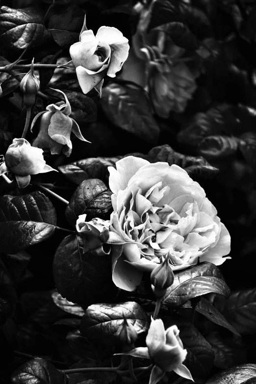 a black and white pograph of flowers in a bush