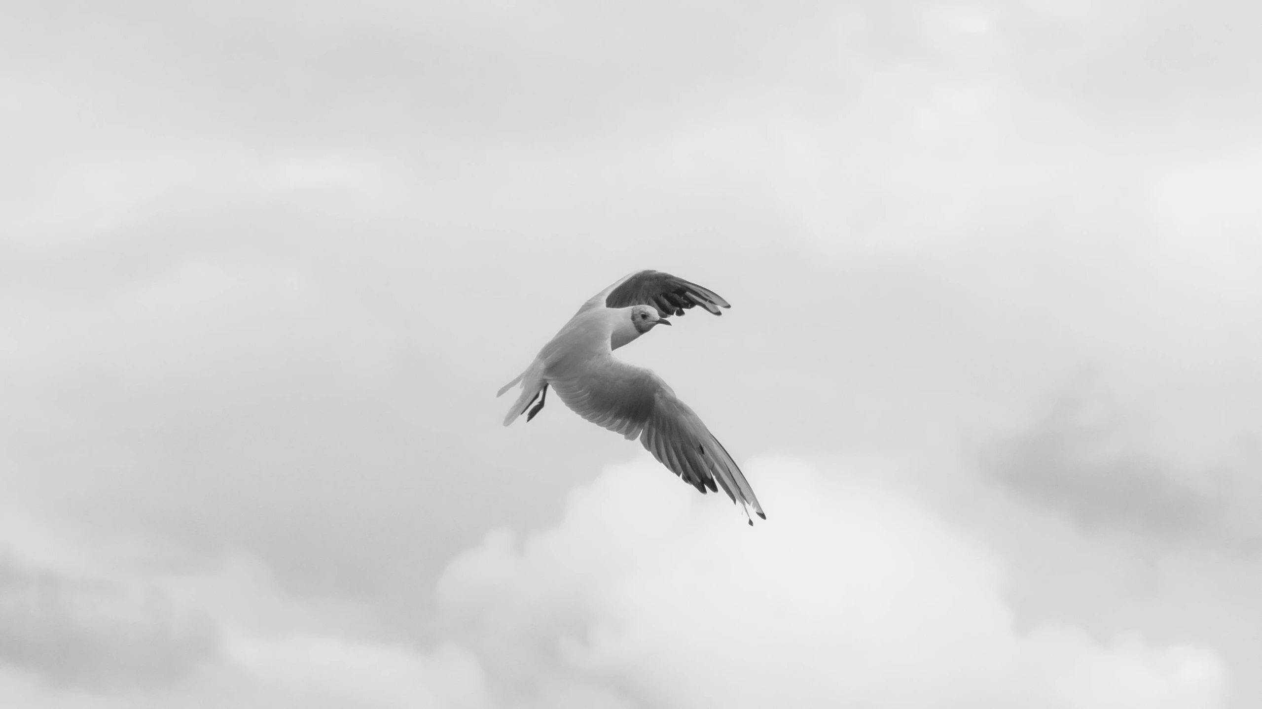 a black and white po of a bird flying in the sky