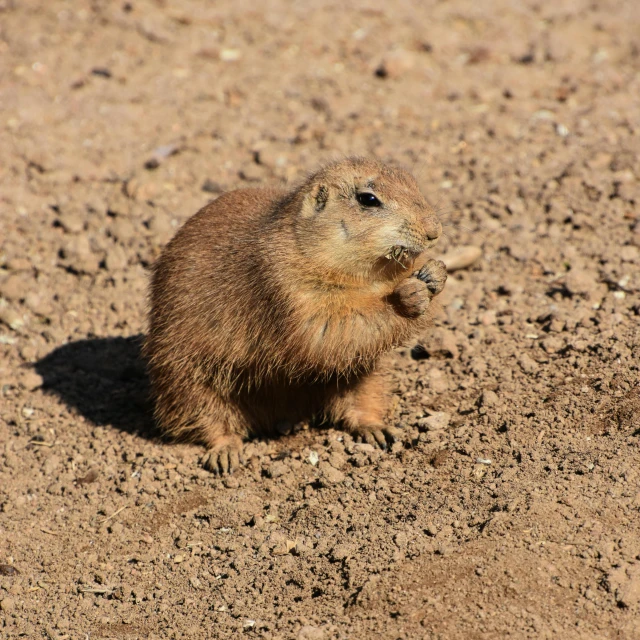 a brown animal standing on top of a dirt field