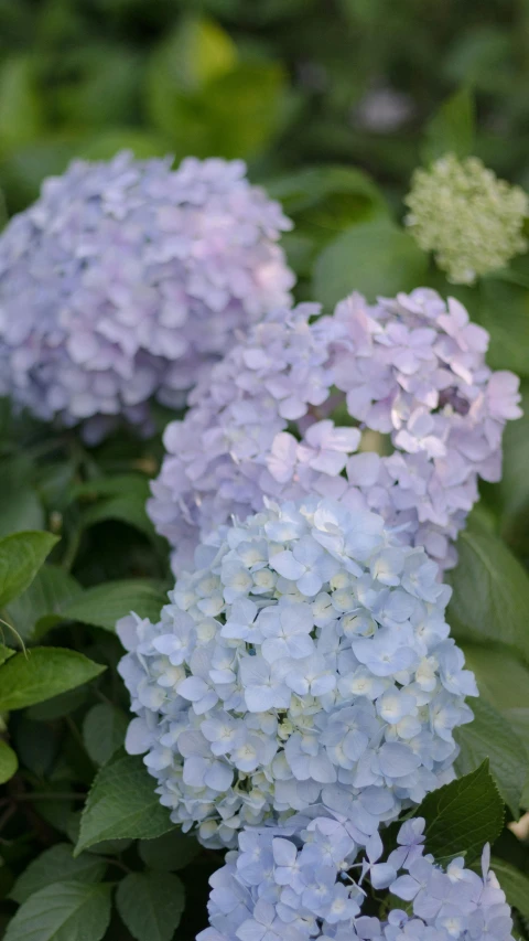 blue flowers are growing on the nches of a bush