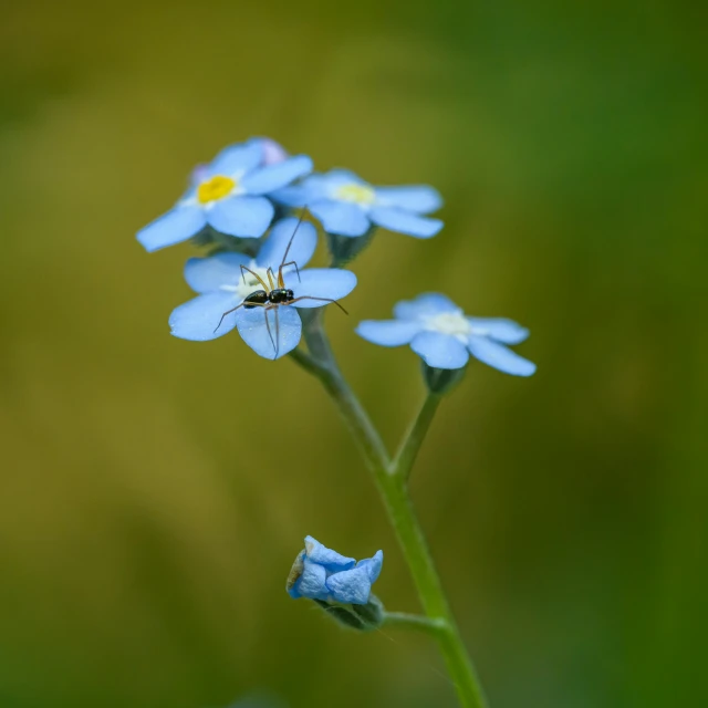 a bug on a small blue flower in a field