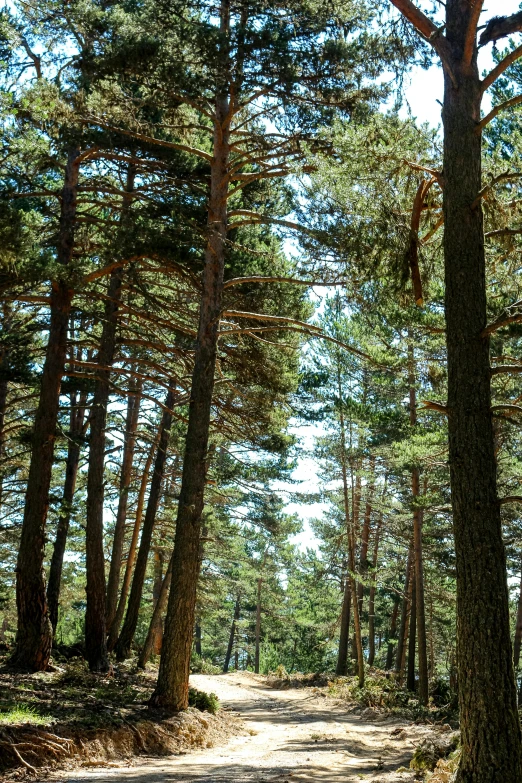 there are many trees on the forest path