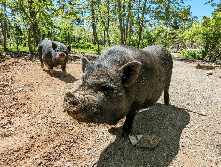 an older, thin pig on dirt area with trees in background