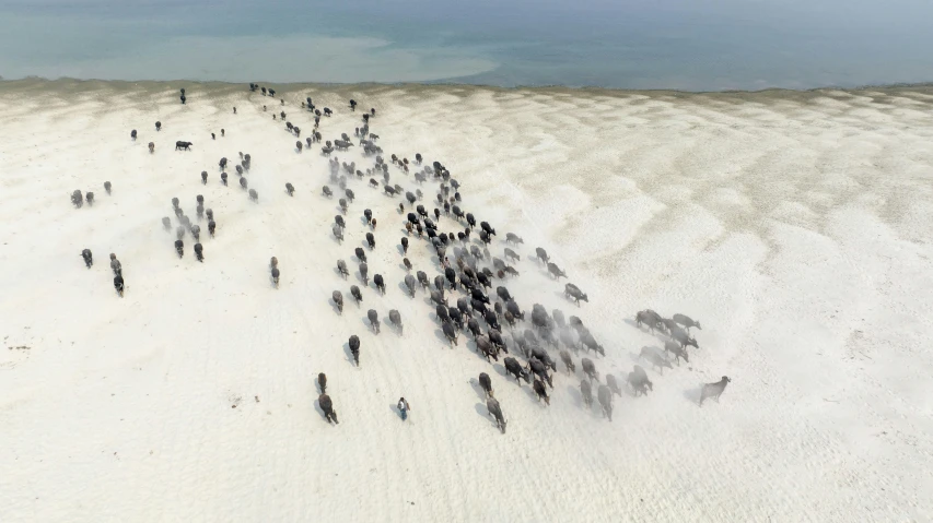 a large herd of animals walk on sand dunes