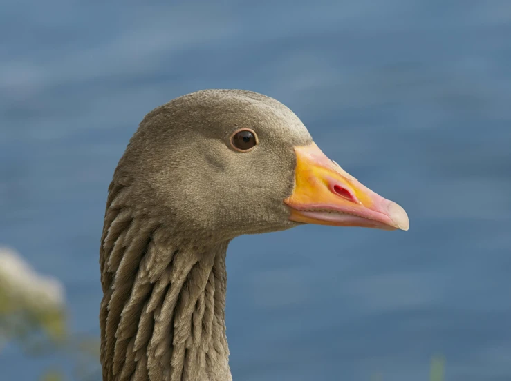 a close up of a duck with water in the background