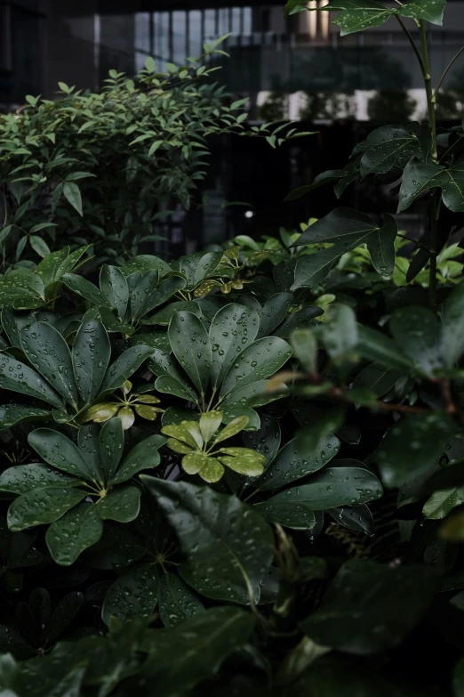 some green leaves on top of some plants