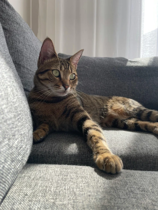 cat relaxing on a couch with the sun shining