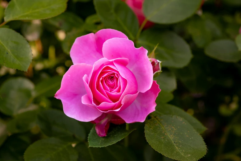 a flower with several green leaves surrounding it