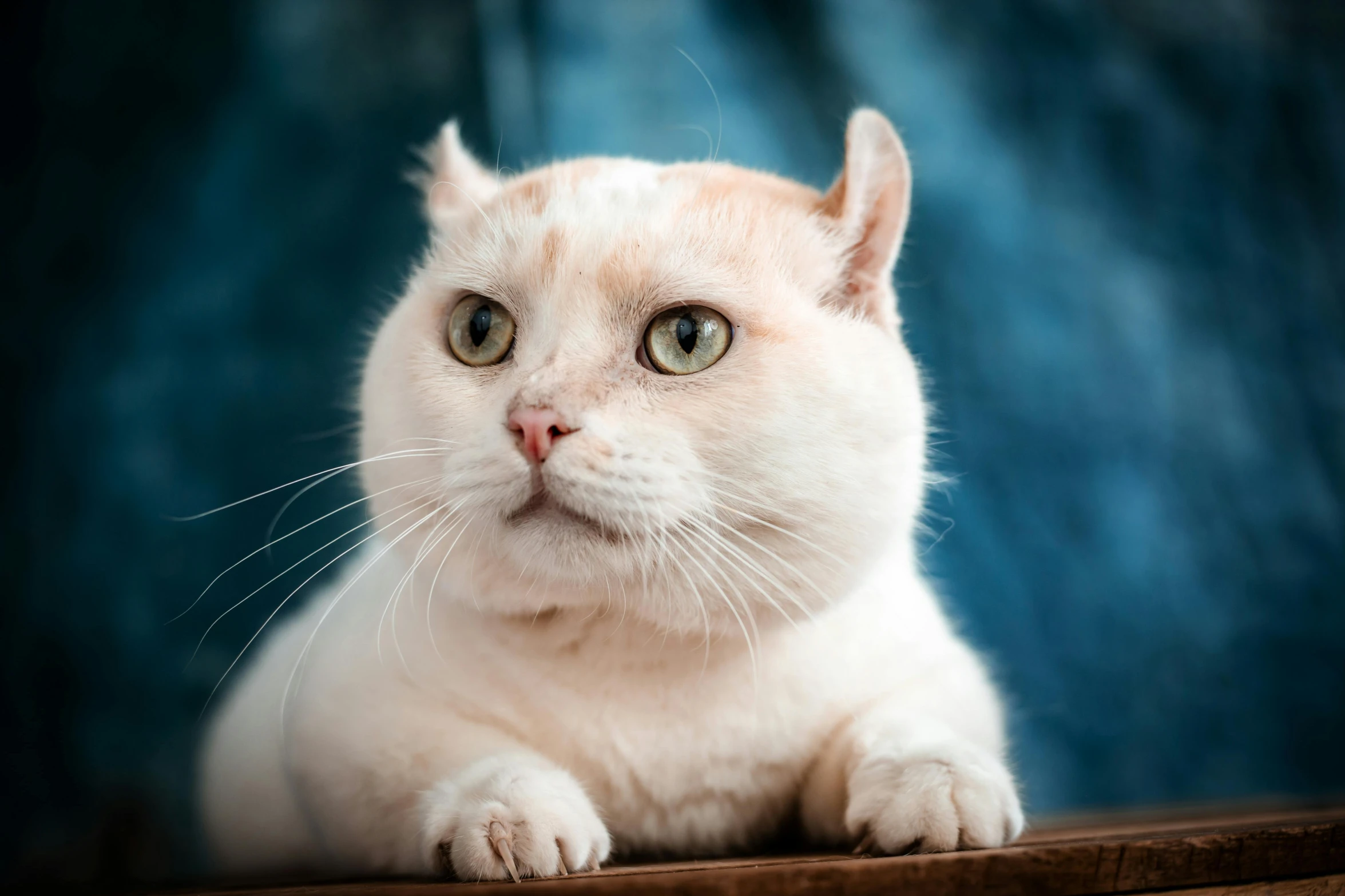 a very cute white cat with big blue eyes