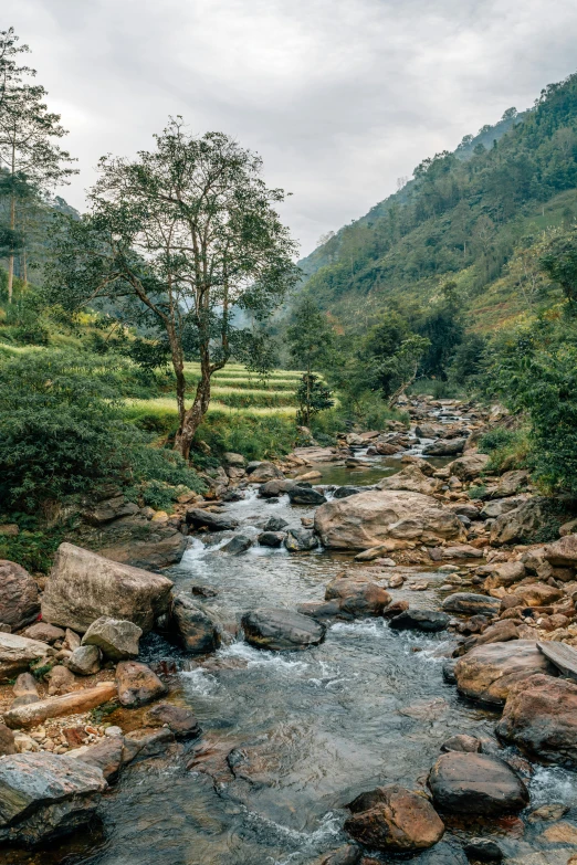 a small stream in the middle of rocks near trees