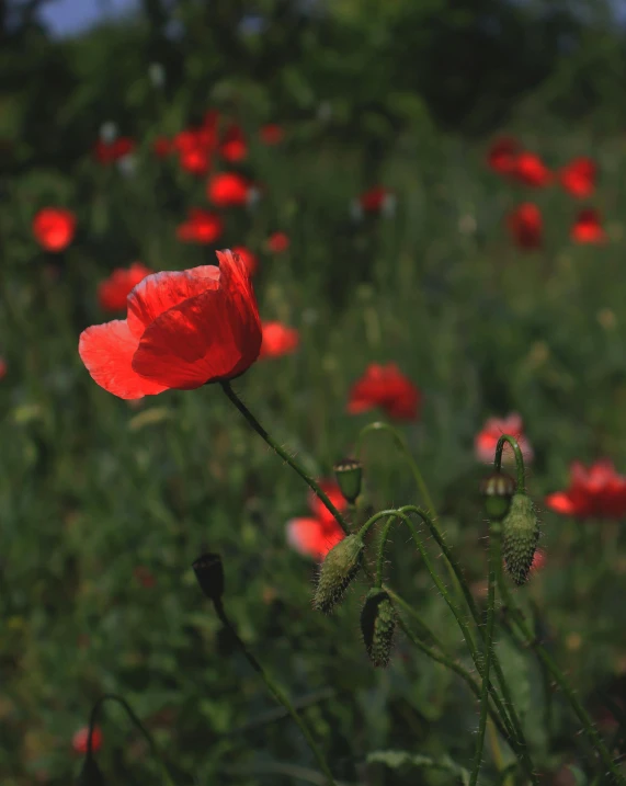 a field full of red flowers with long stem