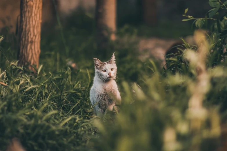 a white animal standing next to green grass and trees