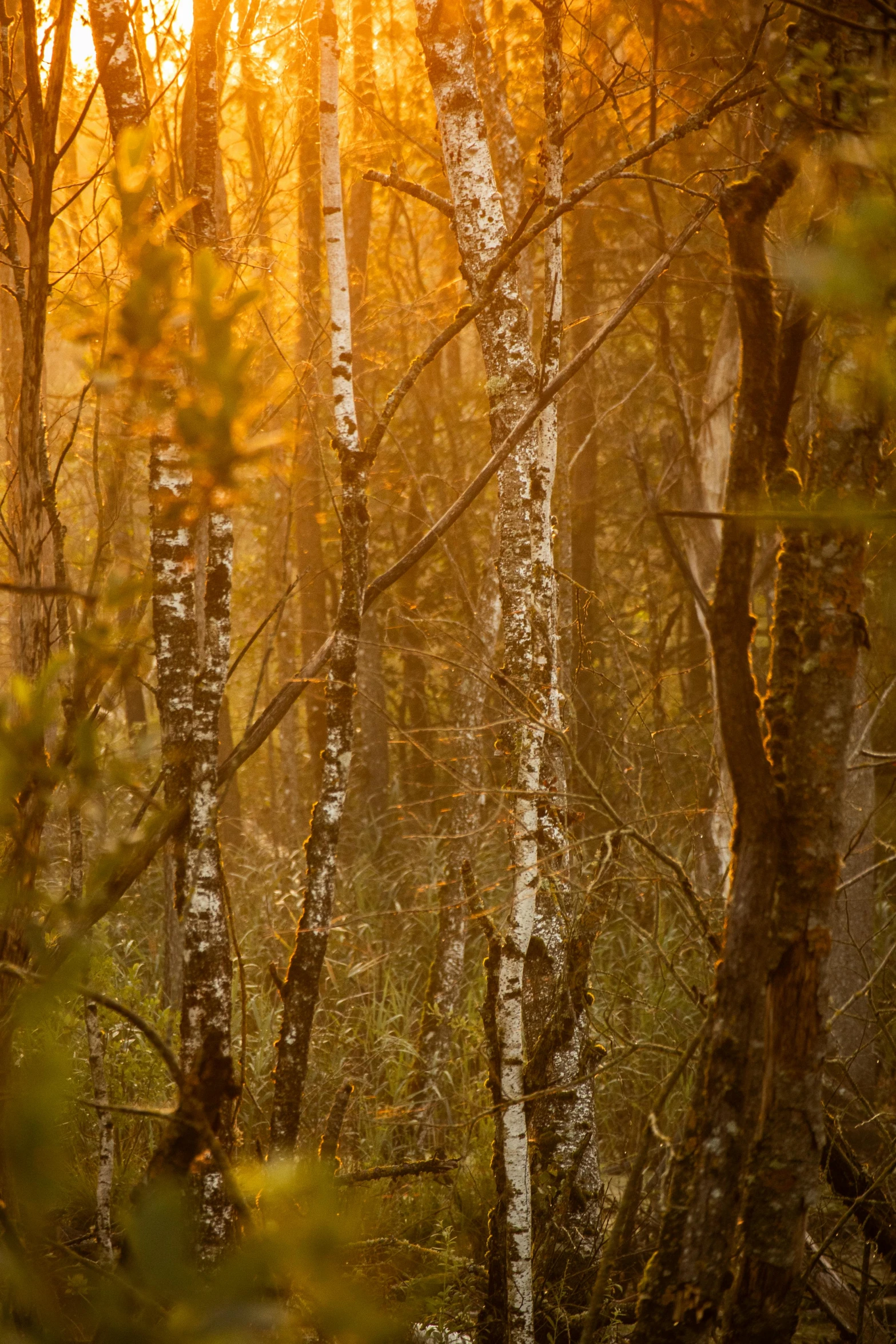 some trees with the sunlight shining in through the woods