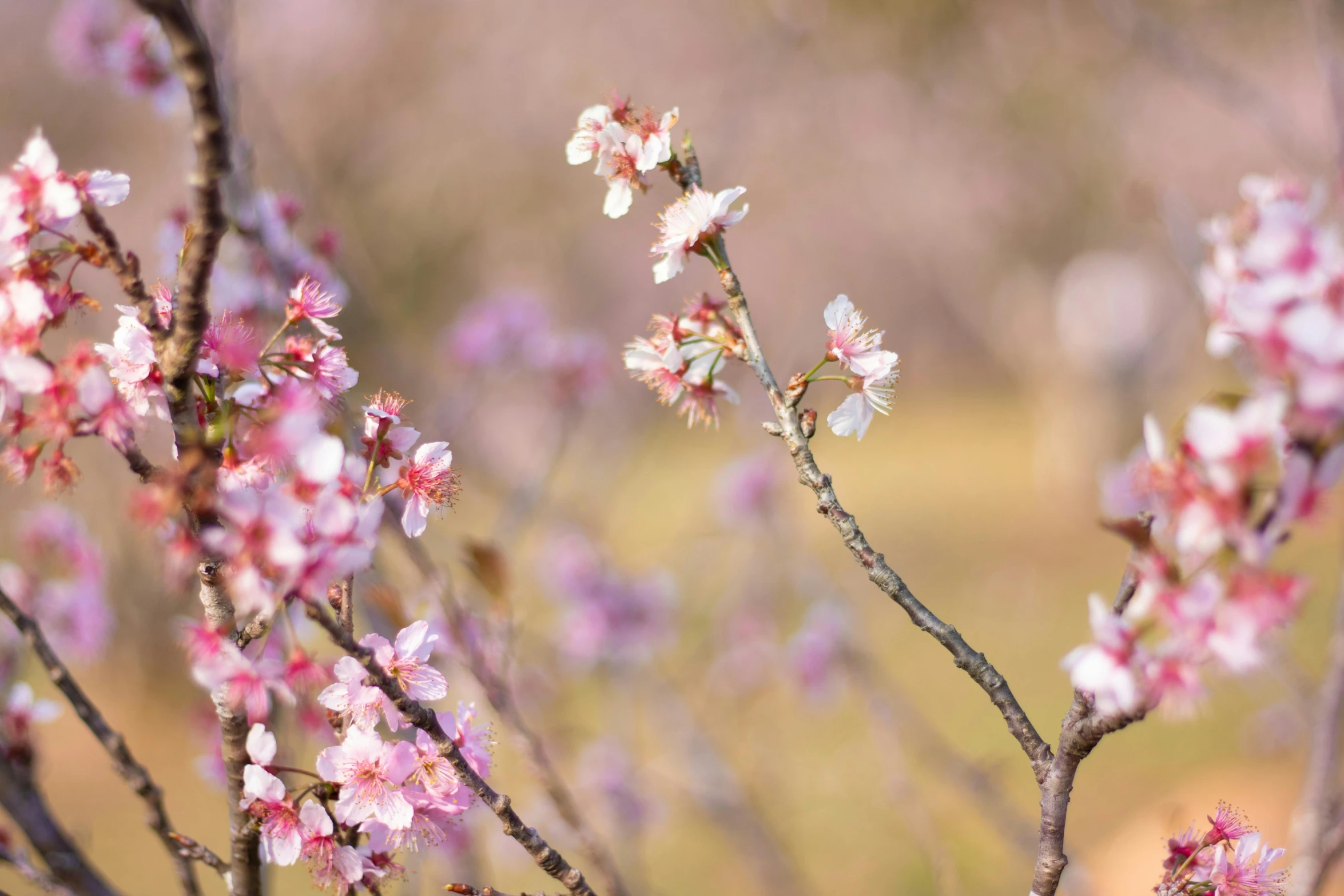 a nch of a flowering tree with tiny pink flowers