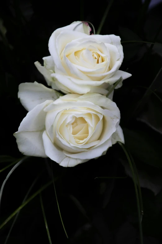 two white roses in bloom with leaves