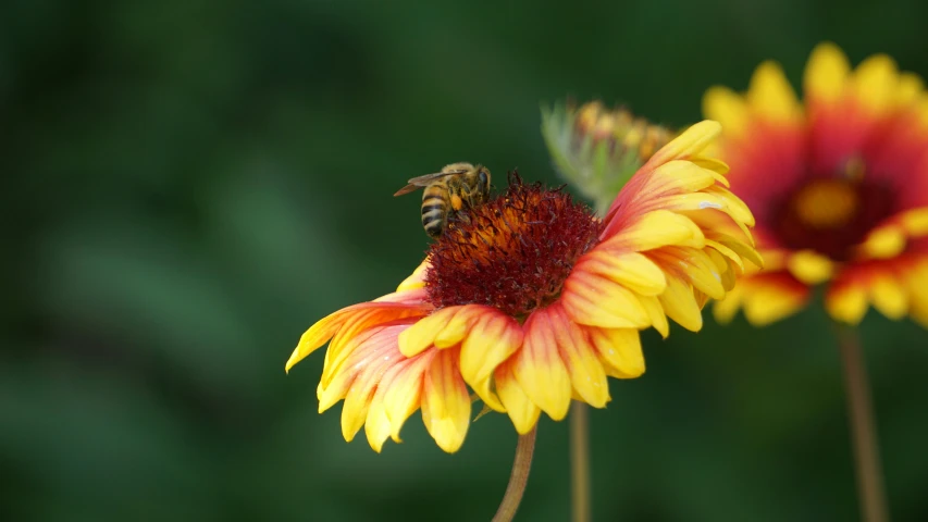 a bee sits on top of a yellow flower