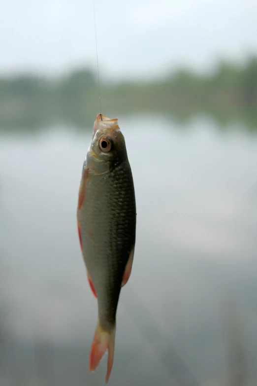 there is a fish hanging on the wire