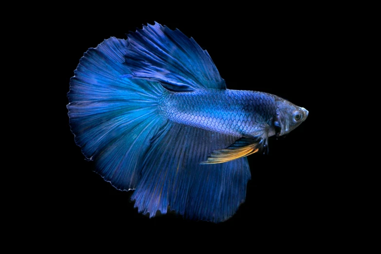 a beautiful blue siamese fish against a dark background