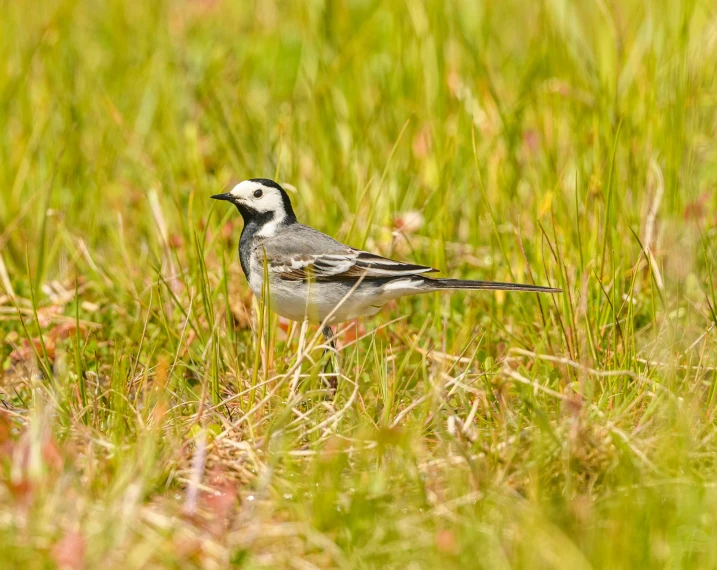 a white and grey bird standing in the tall grass