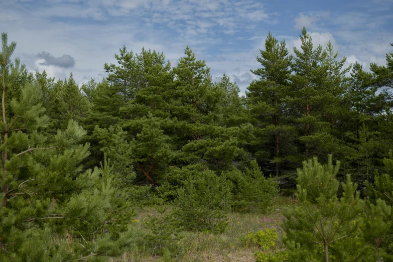 a lush green forest under a partly cloudy blue sky