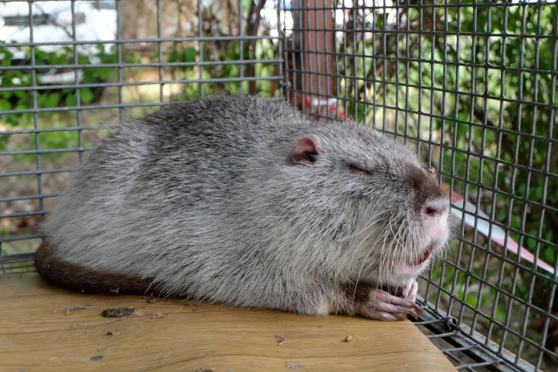 a rodent sitting in a cage with its mouth open